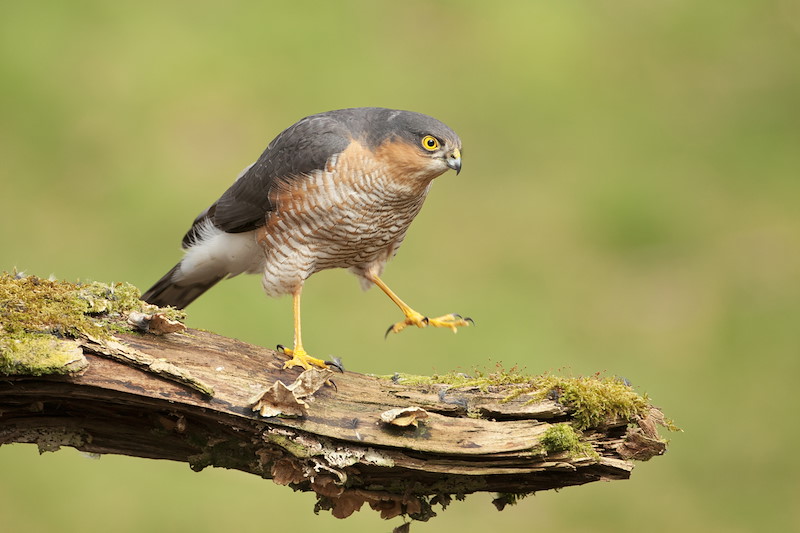 Sparrowhawk (Accipiter nisus) adult male perched on plucking post in woodland, Scotland, March