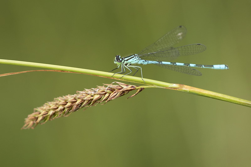 Northern damselfly, Coenagrion hastulatum, at rest, Tombane, Logerait, Perthshire