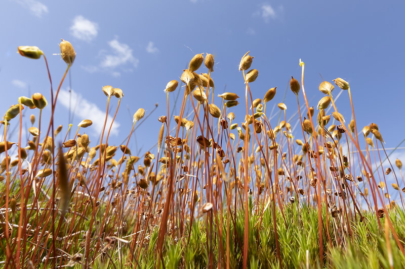 Seed capsules of moss, Tirry Broch, Sutherland