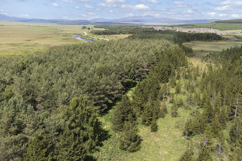 Aerial view of conifer plantation, Dalchork woodland, Sutherland