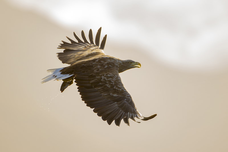 White Tailed Eagle (Haliaeetus albicilla) flying adult eagle against sunset with ben more isle of mull behind, argyll scotland