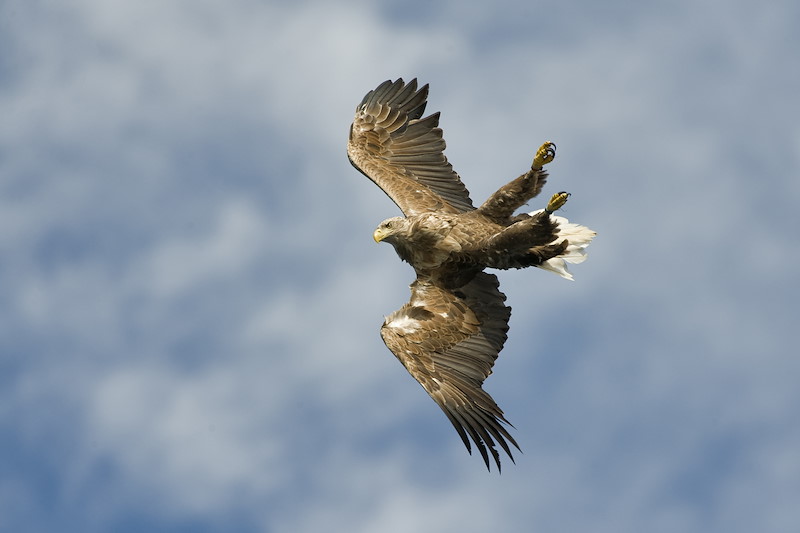 White tailed eagle Haliaeetus albicilla in flight turning and preparing to swoop