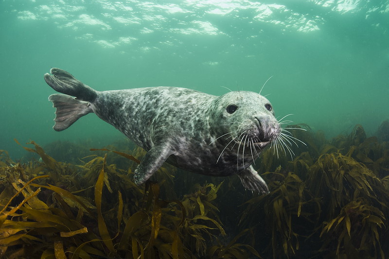 Seal Portrait. Farnes, UK.