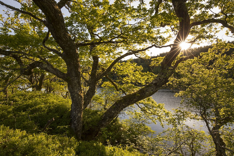 Section of Atlantic oakwood in Knapdale Forest, Argyll - site of Scottish Beaver Trial.