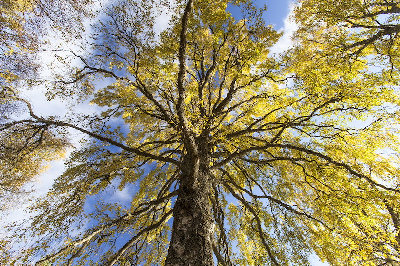 Ancient silver birch tree in autumn, Cairngorms National Park, Scotland