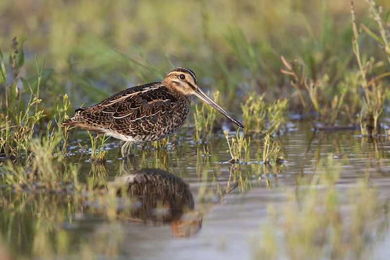 Snipe (Gallinago gallinago) adult in wetland habitat. UK. July