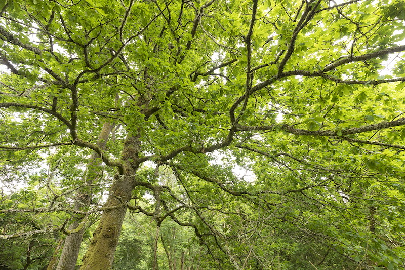 Oak tree, Sauchie Home Farm, Stirling