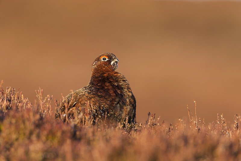 Red Grouse (Lagopus lagopus scoticus) adult male in breeding plumage on heather moor, Scotland