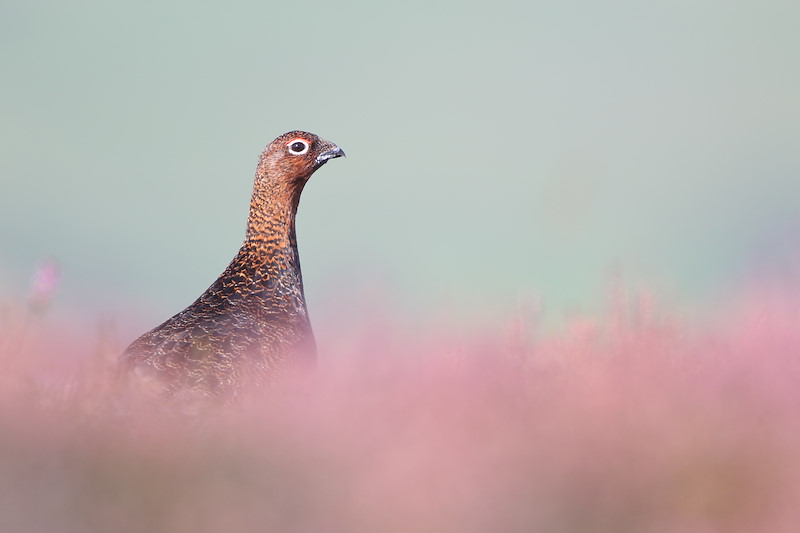 Red grouse4567 Sep15