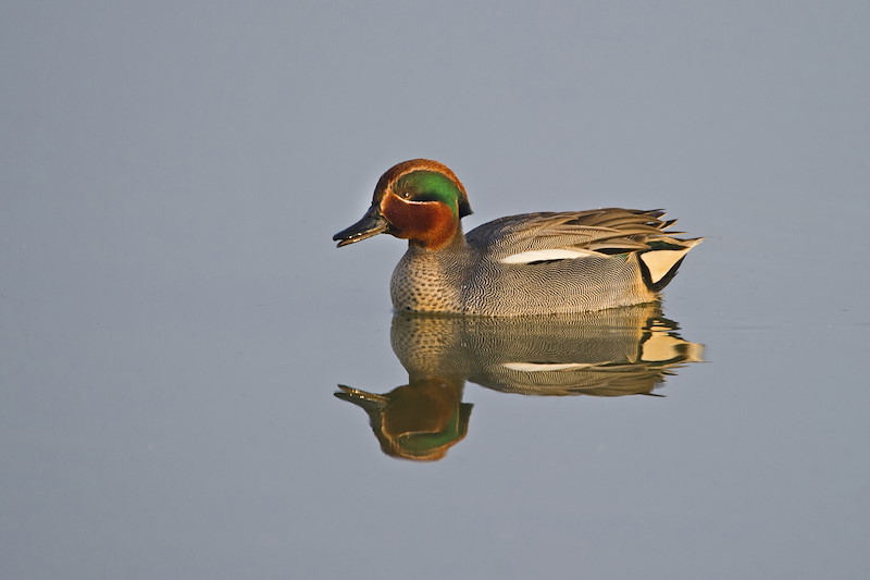 Teal Anas crecca male calling Cambridgeshire Fens March