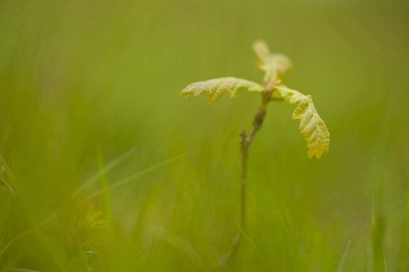 Oak woodland (Quercus robor), Brecon Beacons National Park, Wales, UK