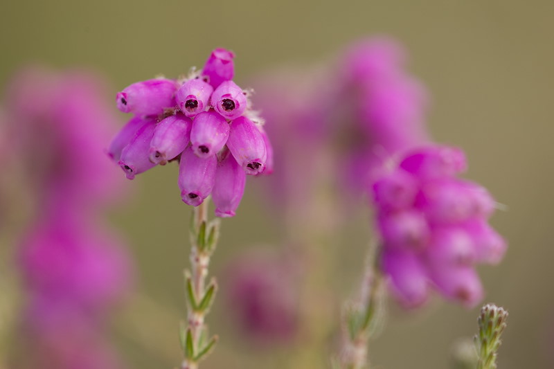 Close-up of Bell heather Erica cinerea, Flow Country, Scotland, June