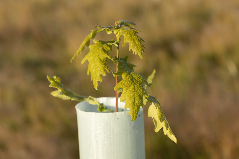 Oak sapling emerging from tree guard, planted as part of a woodland creation scheme on Ballinlaggan Farm, Cairngorms National Park, Scotland, September 2023