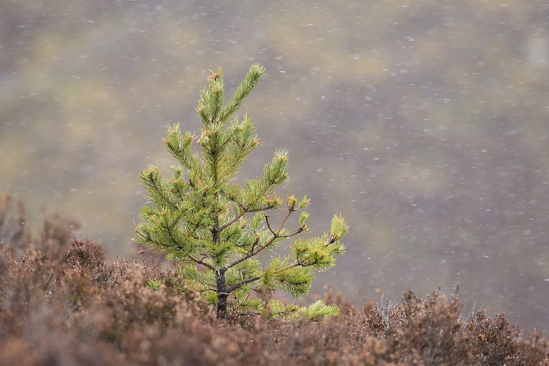 Scot's Pine sapling (Pinus sylvestris) on heather moorland, Cairngorms National Park, Scotland