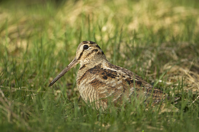 Woodcock (Scolopax rusticola) adult in woodland galde in spring, Scotland, UK