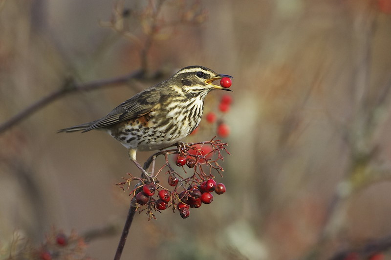 Redwing - Turdus iliacus - adult feeding on rowan berry. Scotland. November 2006.