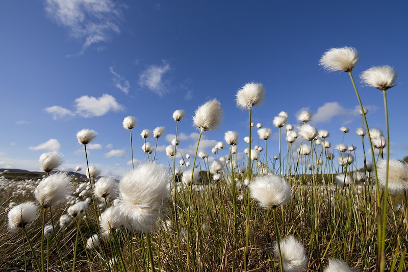 Harestail cotton-grass Eriophorum vaginatum, growing on bog moorland, Scotland