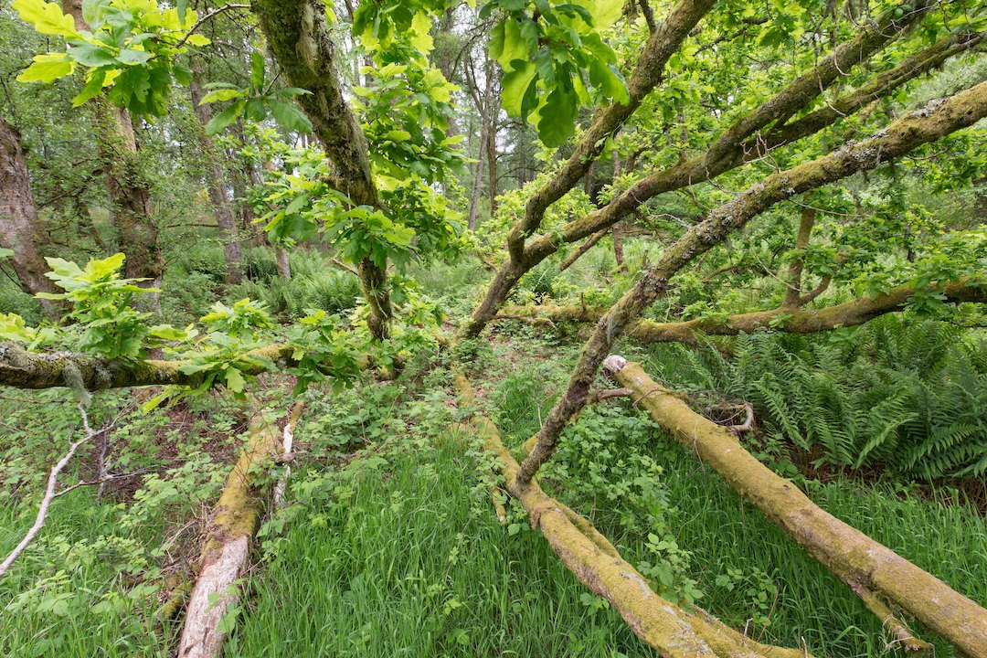 Beaver-chewed fallen oak at Bamff Wildland coppicing with new growth, Perthshire, Scotland
