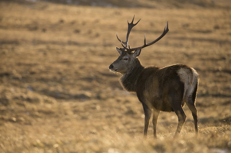Red Deer (Cervus elaphus) stag on moorland