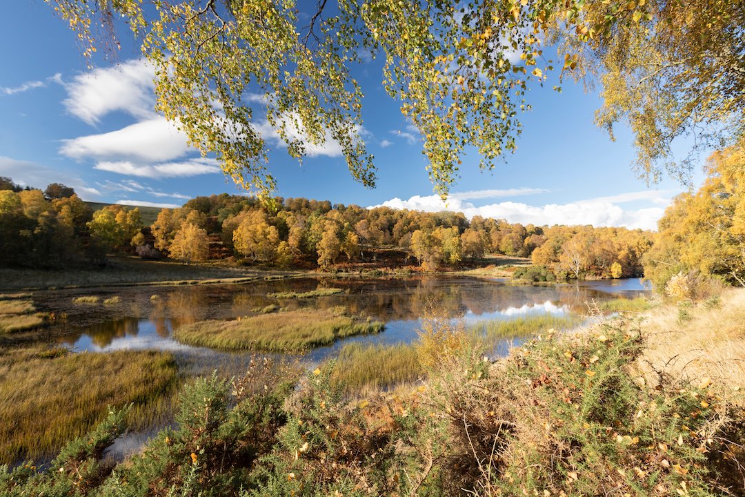 Beaver pond and autumn colour, South Clunes Farm, Inverness-shire