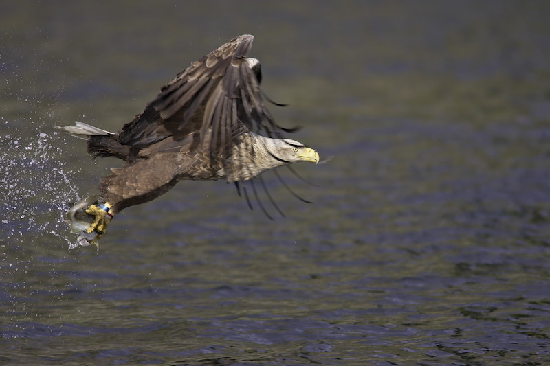 White-tailed Eagle0090
