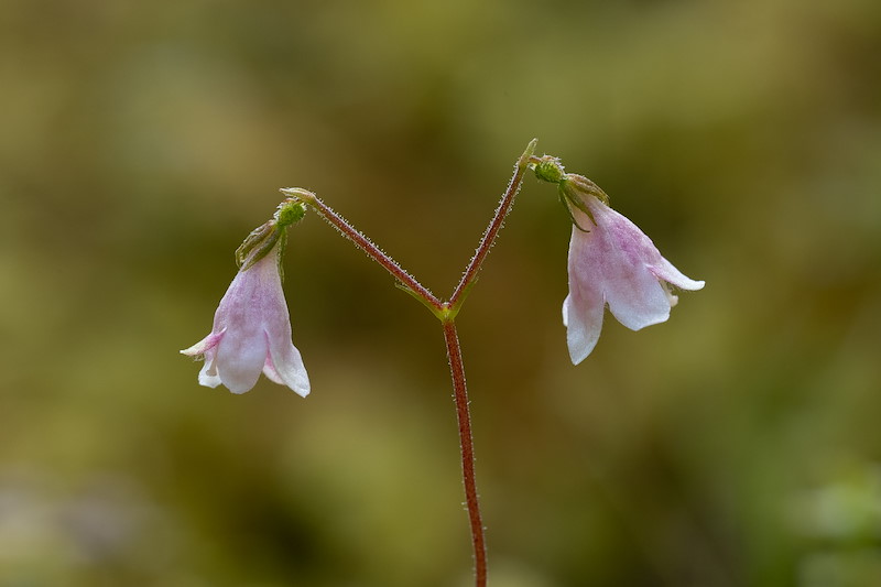 Twinflower (Linnaea Borealis) close-up of flower, Anagach Woods, Grantown-on-Spey, Scotland, June 2024