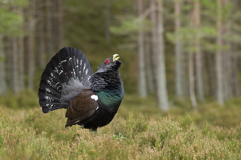 Capercaillie (Tetrao urogallus) adult male displaying in pine wodland, Cairngorms National Park, Scotland, UK