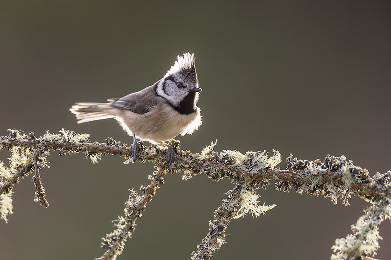 Crested tit, Parus cristatus, backlit on lichen-covered branch, Inshriach Forest, Scotland