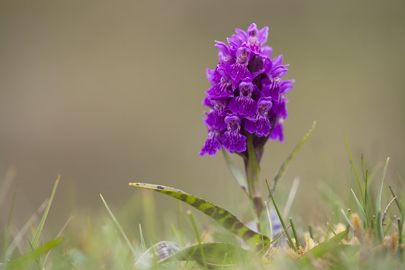 Heath spotted orchid Dactylorhiza maculata purple flower spike, Shetland, June 2010