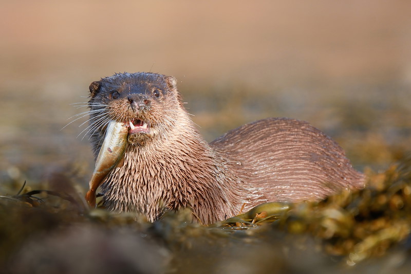 Otter with catch