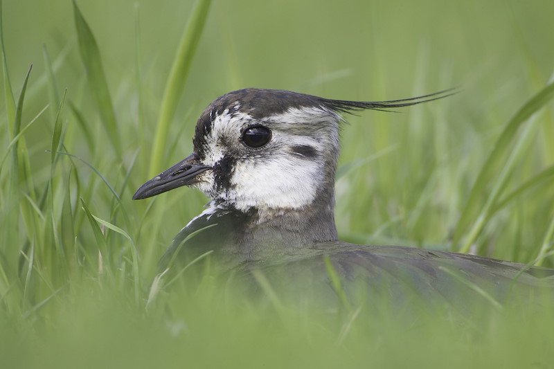 Lapwing incubating eggs. Scotland. May