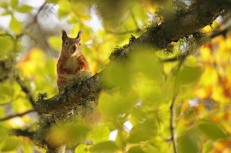 Red Squirrel (Sciurus vulgaris) in autumn woodland, Cairngorms National Park, Scotland