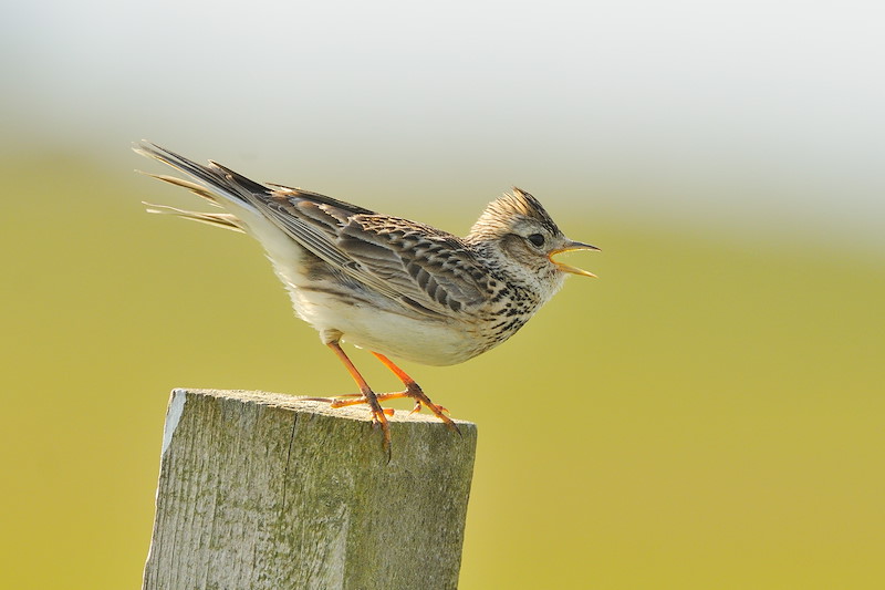 Skylark (Alauda arvensis)Singing from a fencepost in afternoon light. Outer Hebrides, Scotland