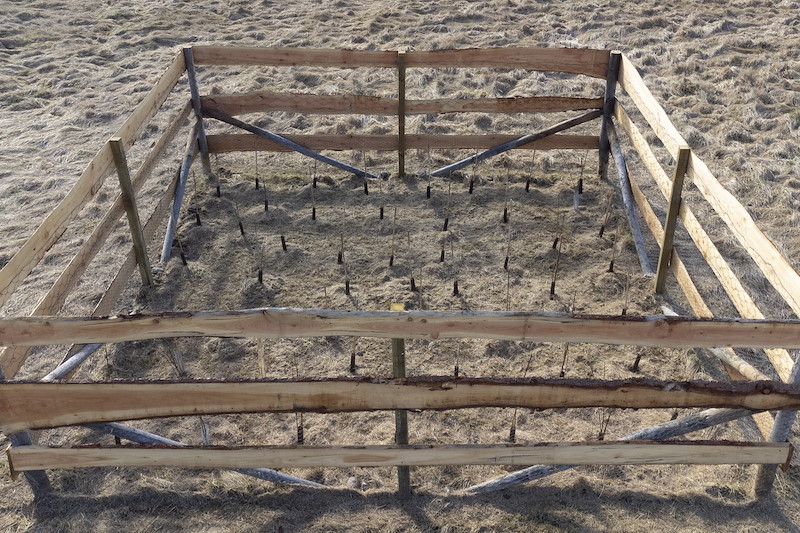 Tree enclosure (seed square) planted with native broadleaves, Ballinlaggan Farm, Cairngorms National Park, Scotland