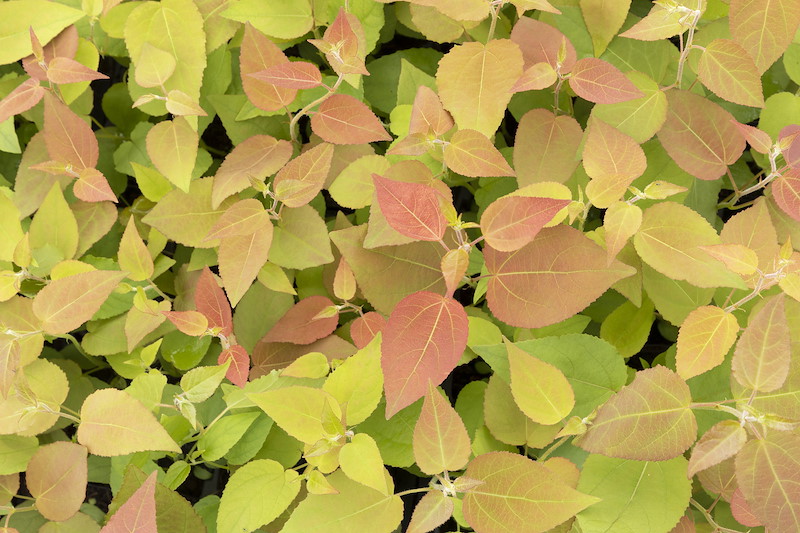 Aspen (Populus tremula) close-up plan view of young saplings in growing cells, Dundreggan tree nursery, Scotland, June
