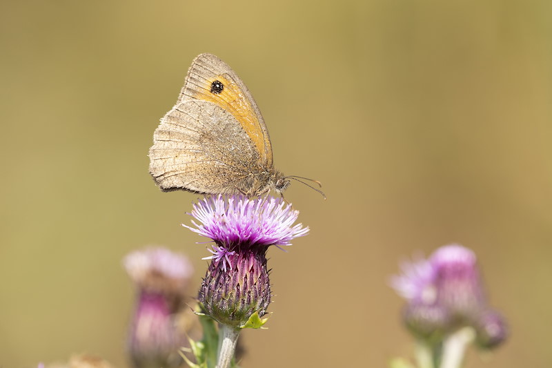 Meadow brown, Maniola jurtina, feeding on thistle flower, Lumphinnans Farm, Cowdenbeath