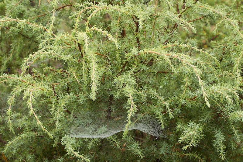 Juniper (Juniperus communis), Abernethy Forest NNR, Cairngorms National Park, Scotland, UK