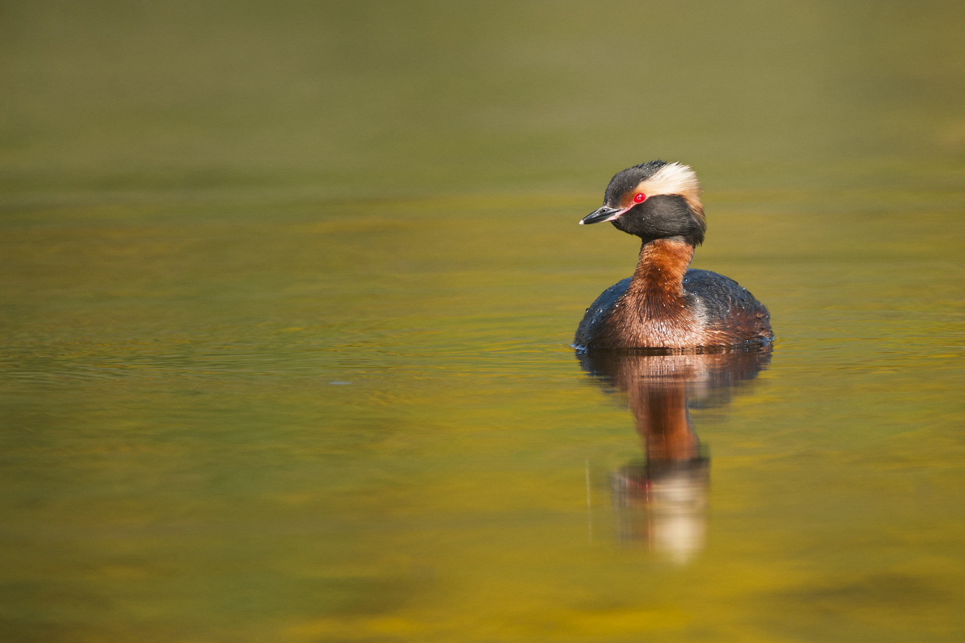 NRN PARTNER: Ballachar