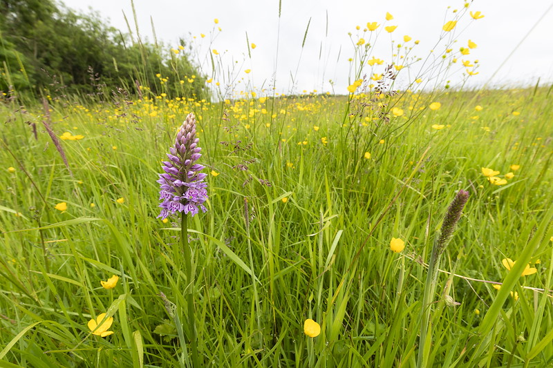 Common Spotted Orchid (Dactylorhiza fuchsii) amongst buttercups in meadow, Pirleyhill Farm (a Northwoods Rewilding Network land partner), near Falkirk, Scotland, July 2024