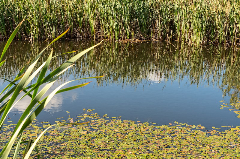 5 yearl old wetland, Reediehill Farm, Fife