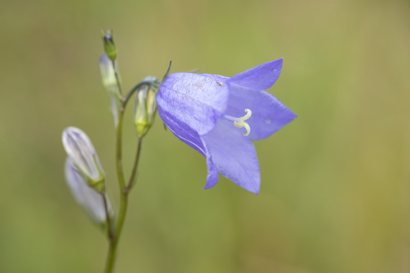 Harebell, Campanula rotundifolia, Lumphinnans Farm, Cowdenbeath