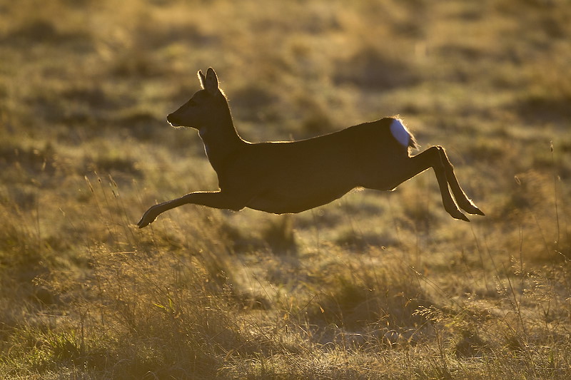 Roe deer (Capreolus capreolus) doe running in rough grassland, Scotland