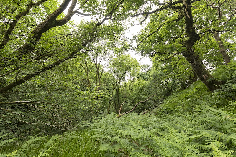Ancient native woodland of oak, ash, hazel and other species, Pirleyhill Farm (a Northwoods Rewilding Network land partner), near Falkirk, Scotland, July 2024
