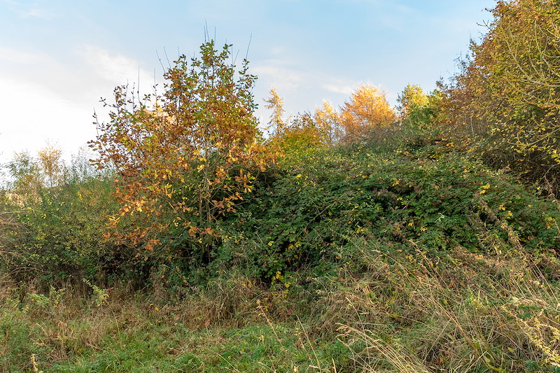 Vegetation succession, Woodriffe Farm, Fife