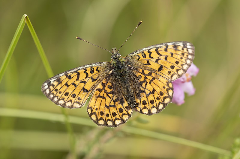 Small pearl-bordered fritillary, Boloria selene, Tombane, Logerait, Perthshire
