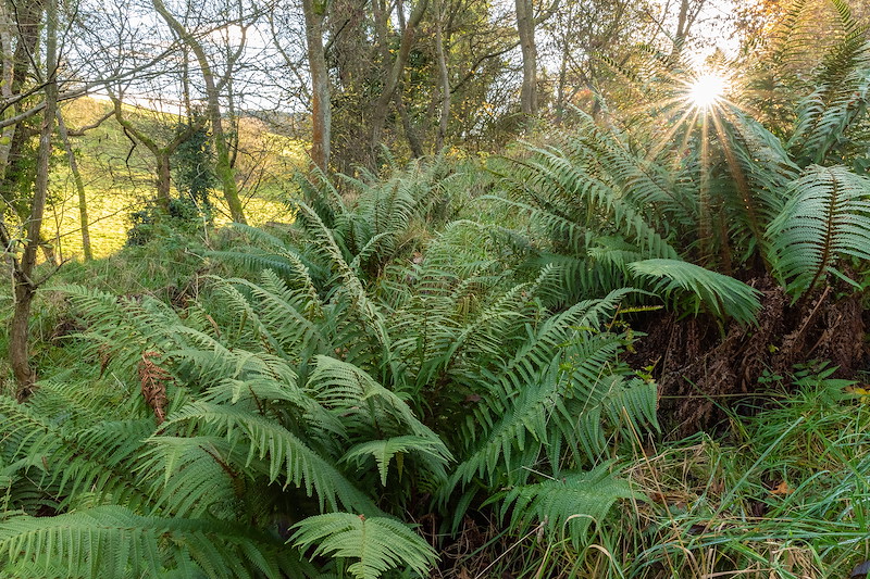 Male ferns in remnant ancient woodland, Woodriffe Farm, Fife