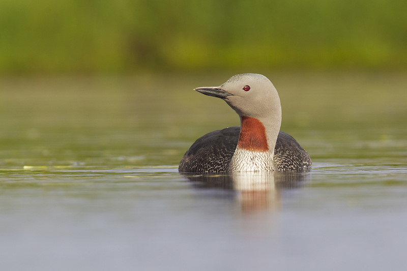 Red-throated diver Gavia stellata adult in breeding plumage on lochan, Shetland, June 2010
