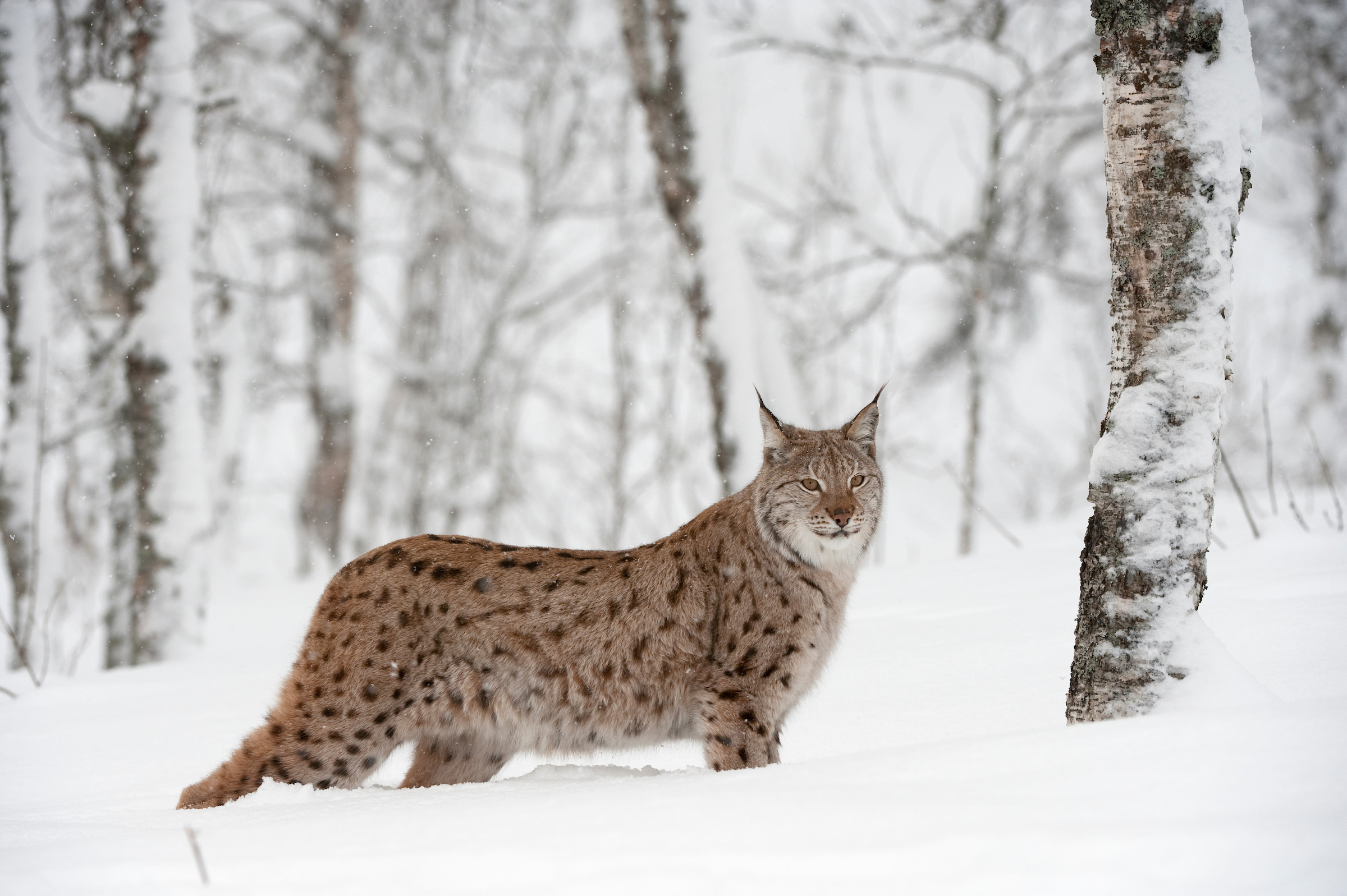 Image illustrating Lynx could return to Scotland – but not through unwelcome illegal releases