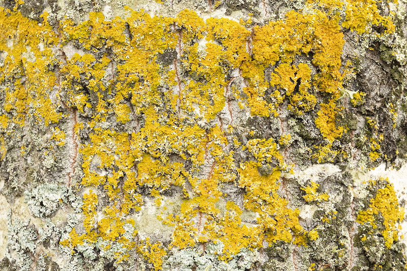 Lichen species growing on trunk of aspen (Populus tremula), Scotland, October