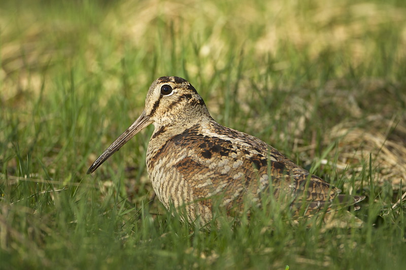 Woodcock (Scolopax rusticola) adult in woodland galde in spring, Scotland, UK